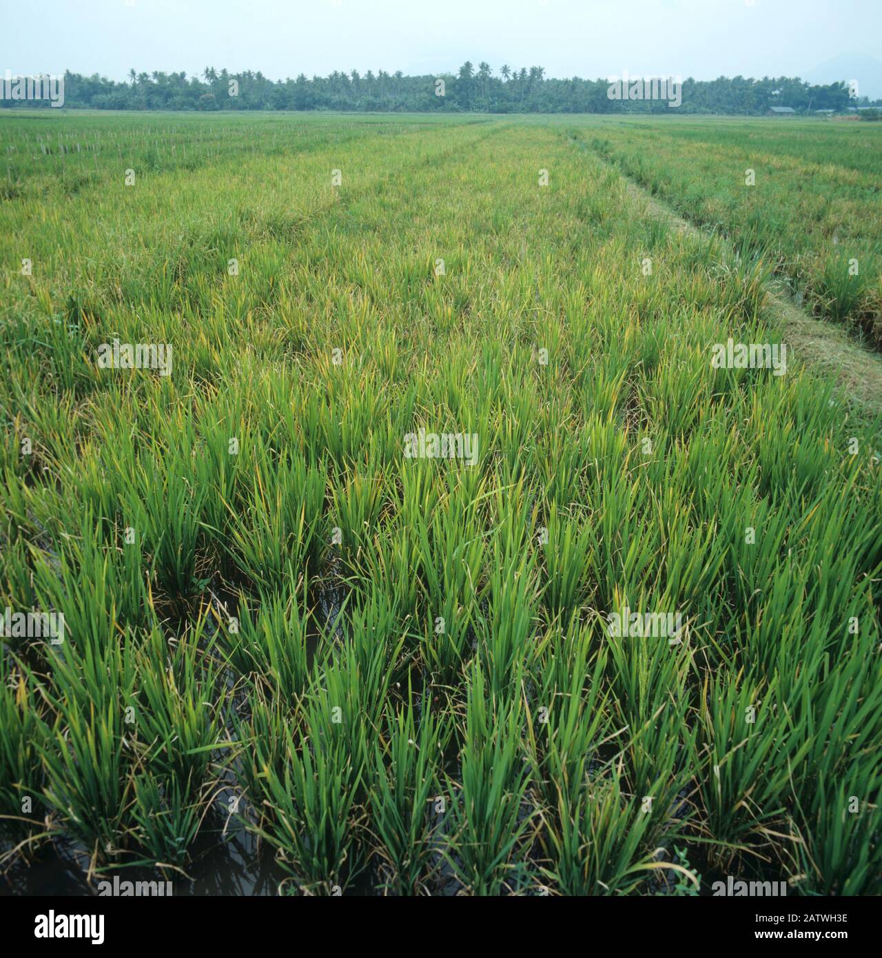 Virus Tungro (Rice (Oryza sativa) tungro bacilliform virus) su un malato, danneggiato Rice (Oryza sativa) trama, Filippine Foto Stock