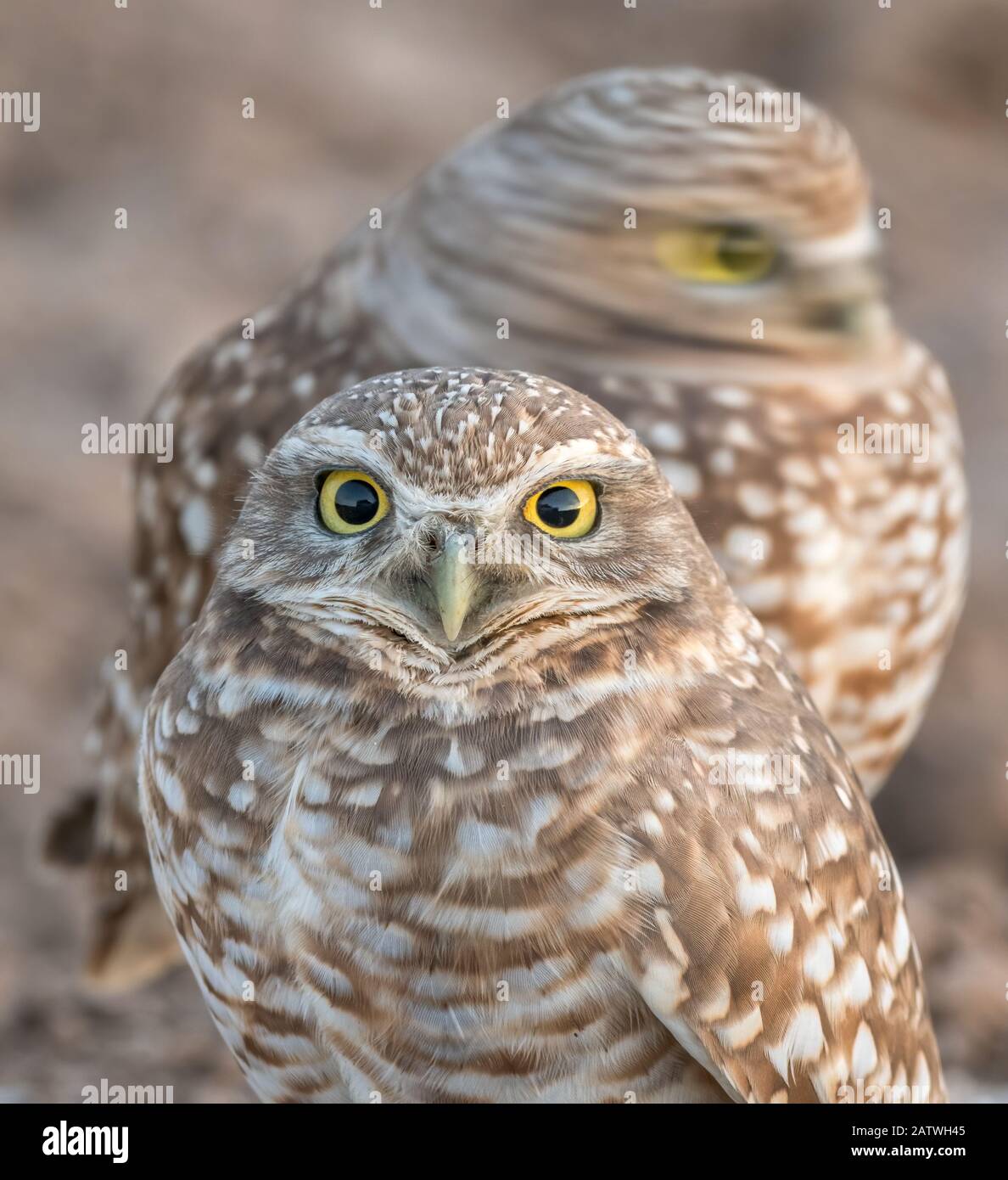 Gufi burrowing (Athene cunicularia) uno che muove la sua testa - con il movimento sfocato. Marana, Arizona, Stati Uniti, Novembre. Foto Stock