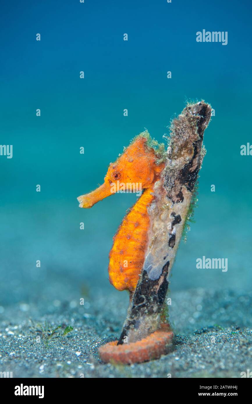 Cavalluccio marino comune (Hippocampus kuda) femmina che avvolge la sua coda prensile intorno a pezzo di legno sul fondo marino. Bitung, Sulawesi Settentrionale, Indonesia. Stretto Di Lembeh, Mare Di Molucca. Foto Stock