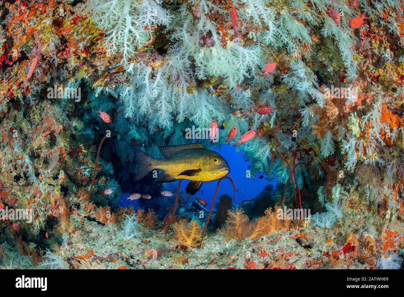 Midnight Snapper (Macolor macularis) ripara in una caverna su una barriera corallina con coralli bianchi molli (Scleronephthya sp.) e pesci solderfish. Atollo Di Vavuu, Maldive. Oceano Indiano Foto Stock
