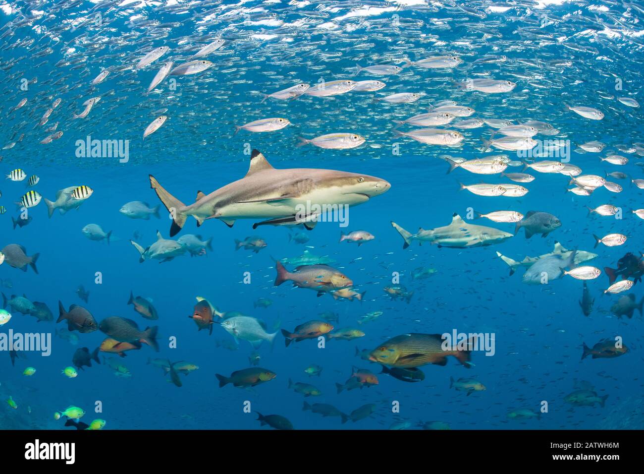 Lo squalo della barriera corallina (Carcharhinus melanopterus) nuota attraverso scuole di pesce. Misool, Raja Ampat, Papua Occidentale, Indonesia. Ceram Mare. Oceano Pacifico Occidentale Tropicale. Foto Stock