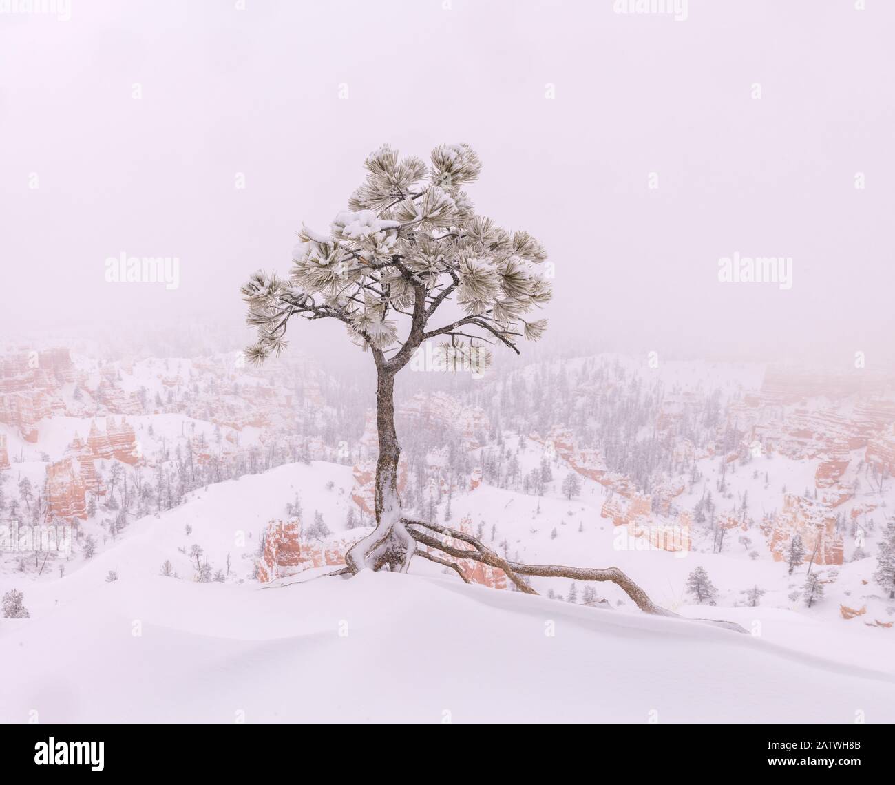 Le tempeste invernali di neve causano un'escursione con vento lungo il bordo del canyon, il Bryce Canyon National Park, Utah, Stati Uniti, gennaio. Foto Stock