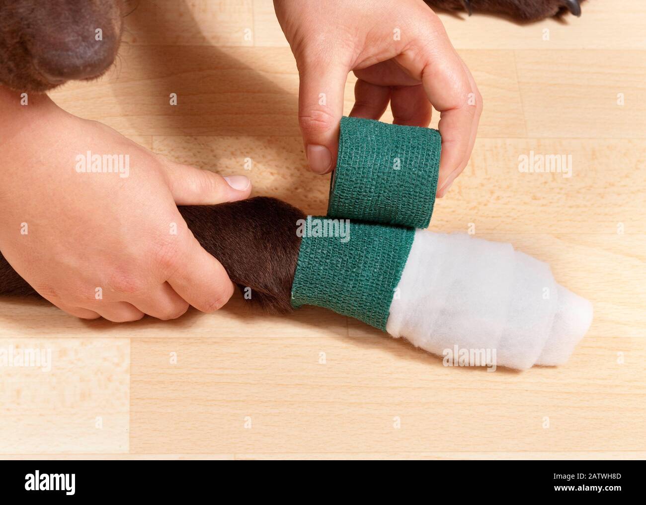 Bandaggio di una zampa di un Labrador Retriever. Coprire il bendaggio con una medicazione adesiva. Germania. Foto Stock