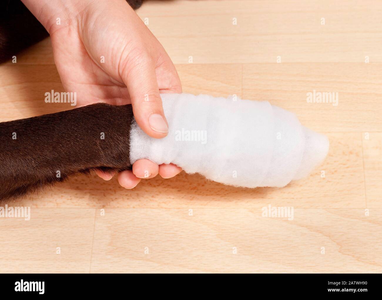 Bandaggio di una zampa di un Labrador Retriever. Il bendaggio deve sempre includere il piede ed essere esteso sopra la ferita. Germania. Foto Stock
