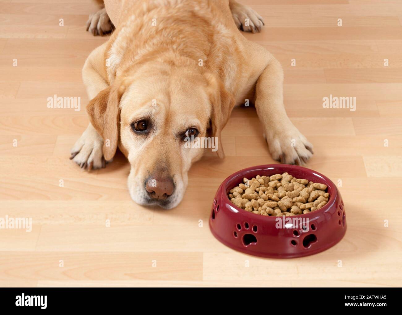 Labrador Retriever rifiutare cibo, perdita di appetito. Germania.. Foto Stock