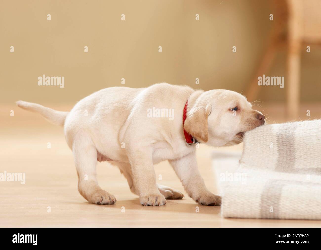 Labrador Retriever. Puppy (6 settimane di età) tiro ad un tappeto. Germania.. Foto Stock