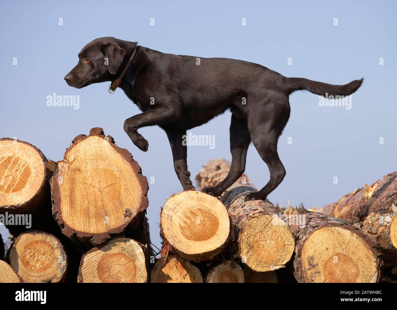 Labrador Retriever equilibrio su una pila di legno. Germania. Foto Stock