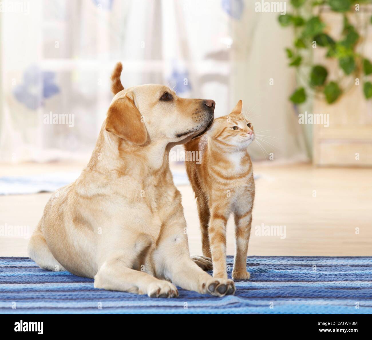 Amicizia animale tra cane e gatto: Labrador Retriever e gatto domestico su un tappeto. Germania Foto Stock