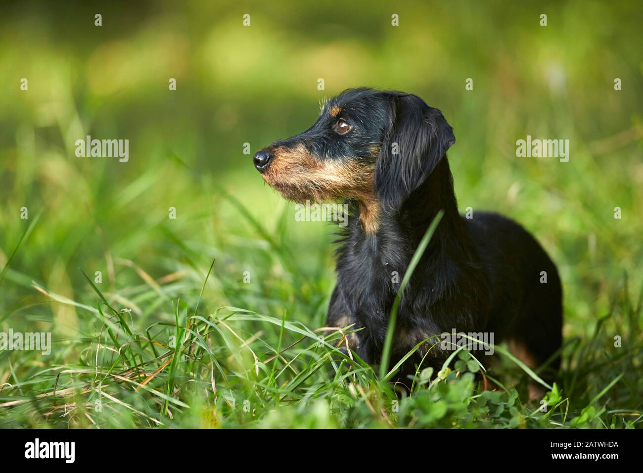 Wire-haired bassotto. Cane adulto in piedi su un prato. Germania Foto Stock