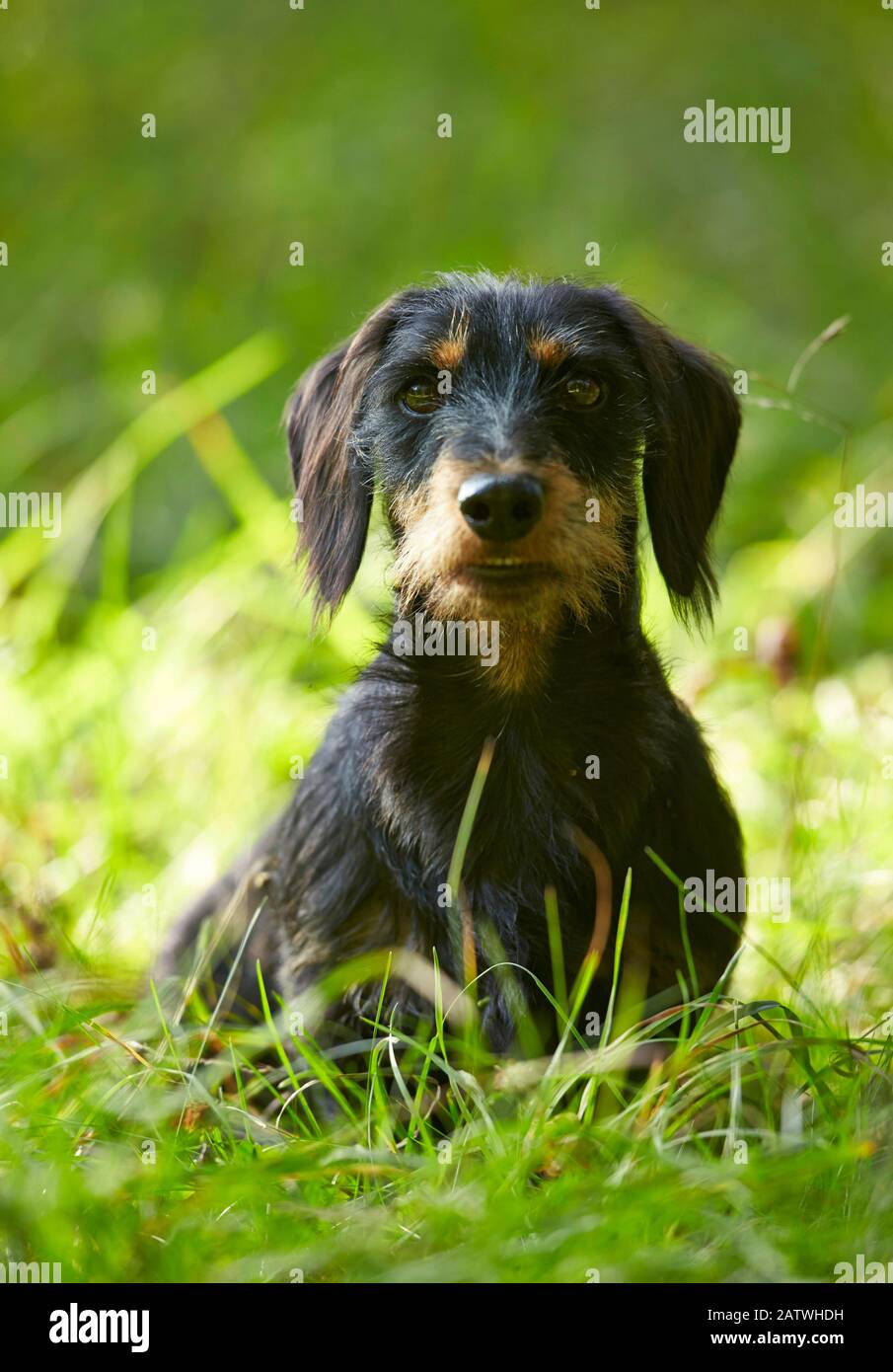 Dachshund con capelli rossi. Cane adulto seduto su un prato. Germania Foto Stock