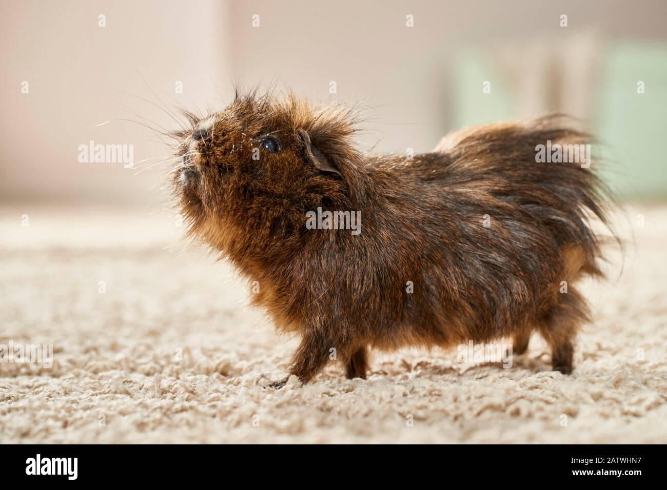 Abyssinian Guinea Pig, Cavie. Adulto che cammina su un tappeto. Germania Foto Stock