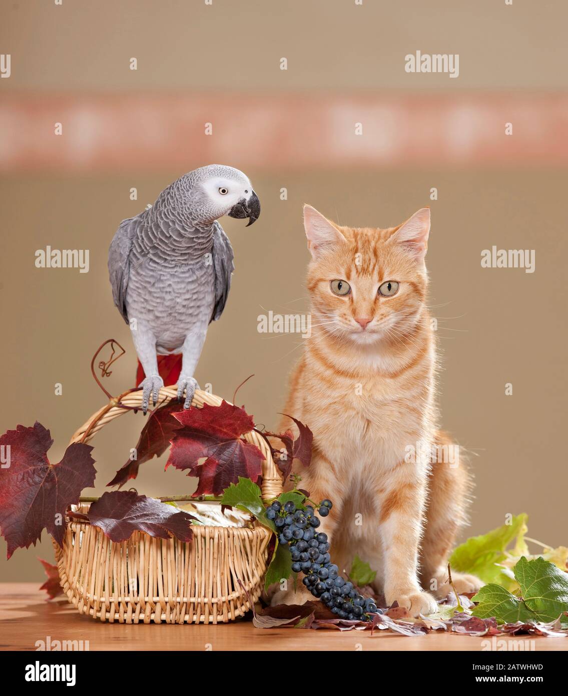 Il Parrot grigio si erge su un cesto con foglie di vite e uva accanto ad un gatto rosso tabby domestico. Germania... Foto Stock