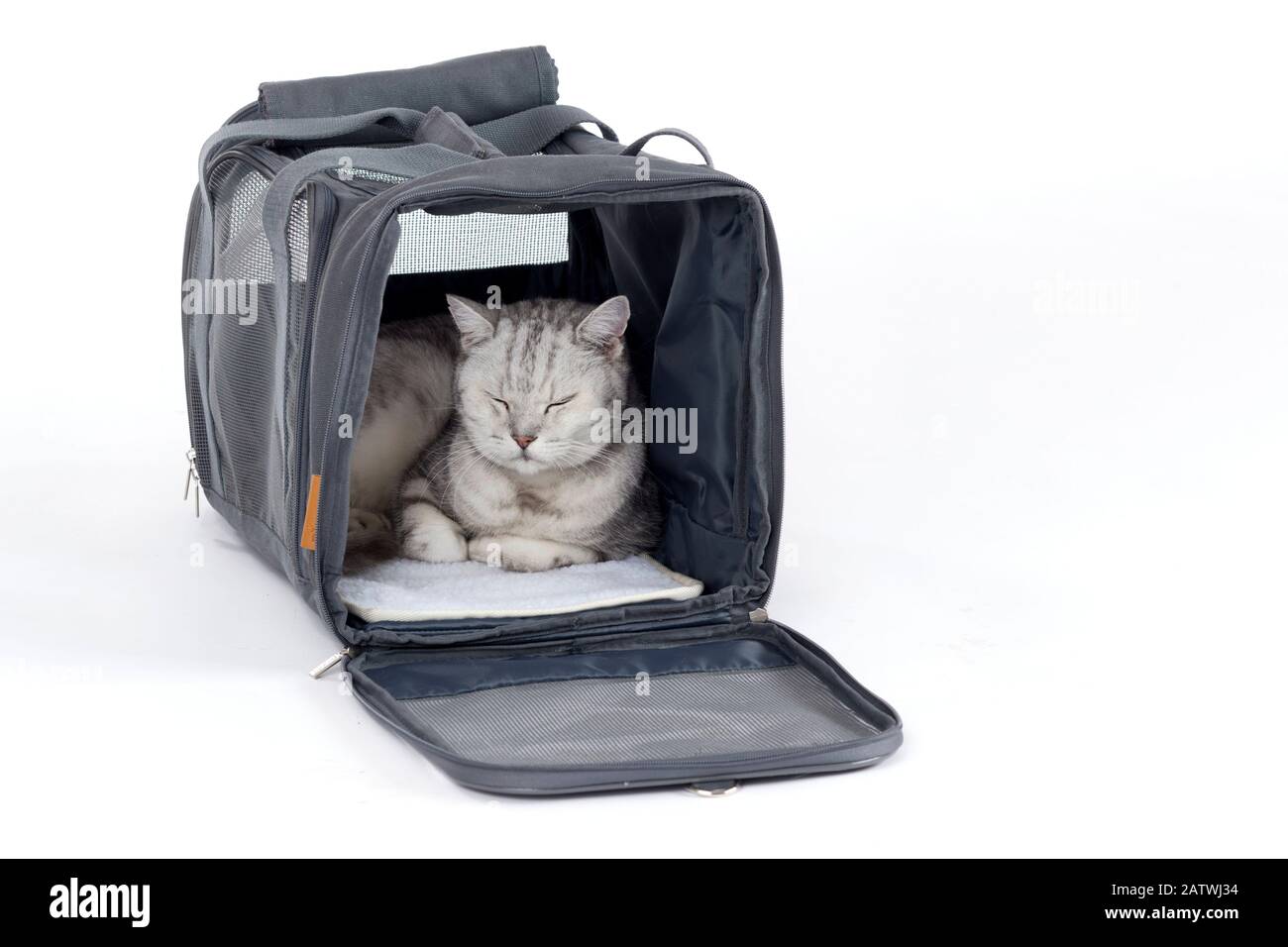 British Shorthair. Gatto adulto che spianatura in un trasportino dell'animale domestico. Germania Foto Stock