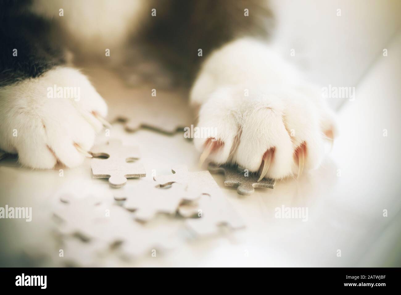 Le zampe artigliate del gatto grigio giocoso si trovano su puzzle sparsi. Un animale domestico raccoglie un puzzle. Foto Stock
