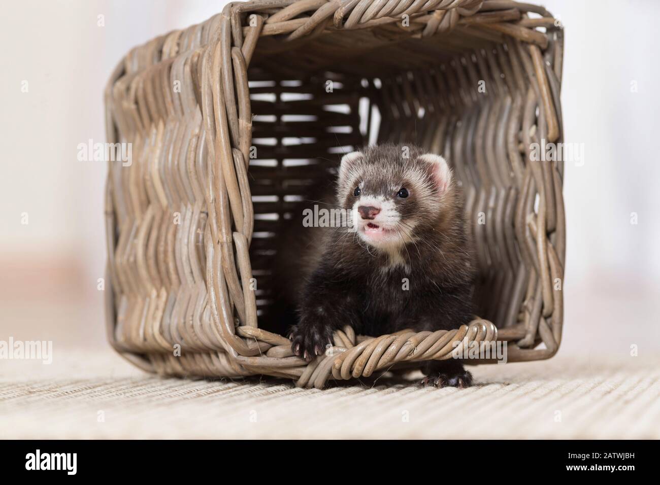 Ferret (Mustela putorius furo). Giovani in un cesto di vimini. Germania Foto Stock