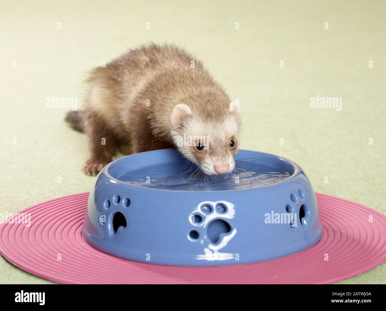 Ferret (Mustela putorius furo) bevendo da una ciotola di acqua. Germania Foto Stock