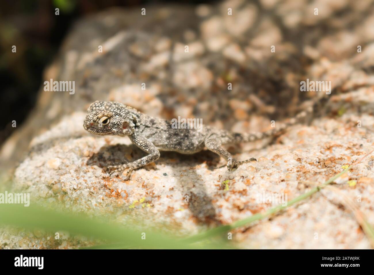 gecko esotico che si riscalda in una giornata di sole Foto Stock