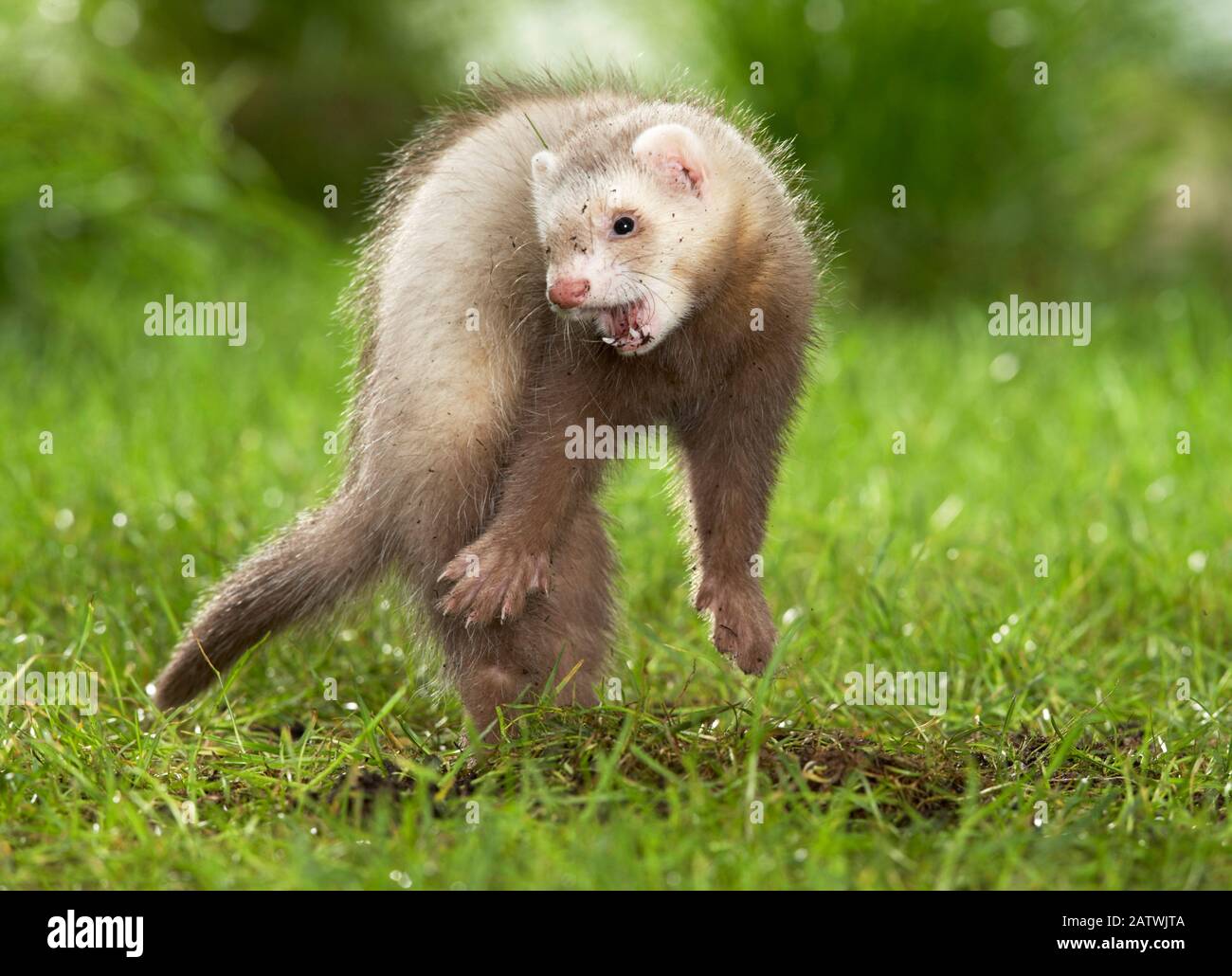 Ferret (Mustela putorius furo). Bambini che saltano in un prato. Germania Foto Stock