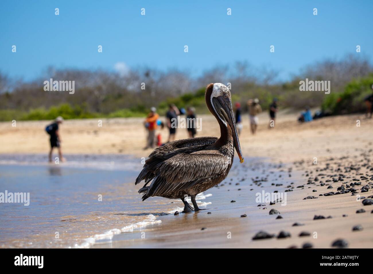 Galapagos Brown Pelican sulla spiaggia in uno scenario turistico Foto Stock