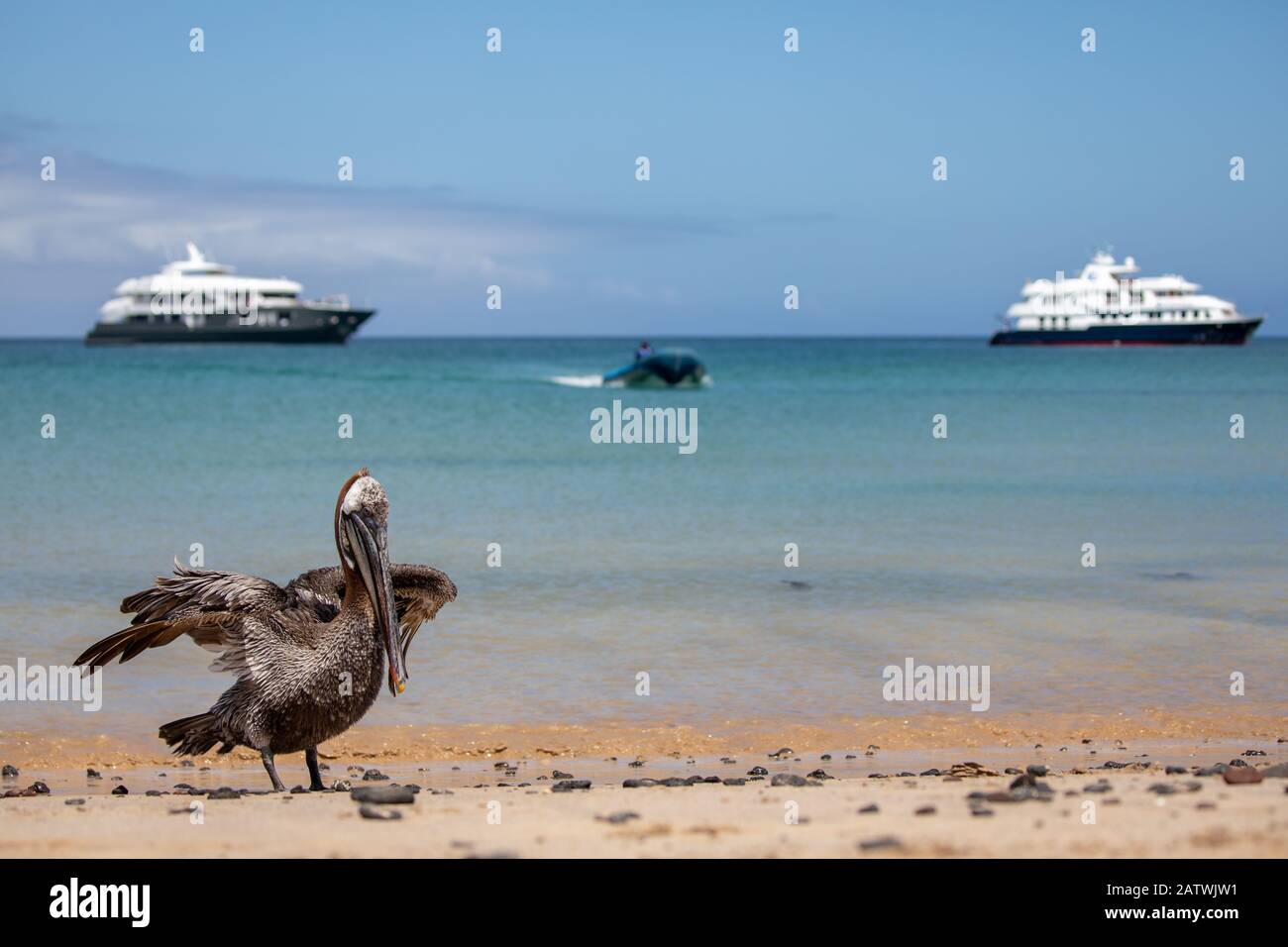 Galapagos Brown Pelican sulla spiaggia in uno scenario turistico Foto Stock