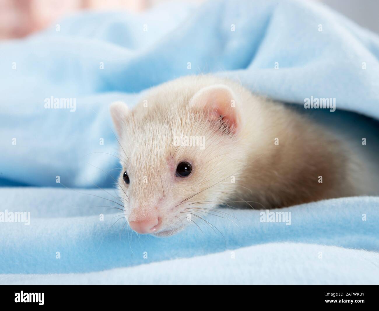 Ferret (Mustela putorius furo). Giovane (8 settimane) in una coperta azzurra. Germania Foto Stock