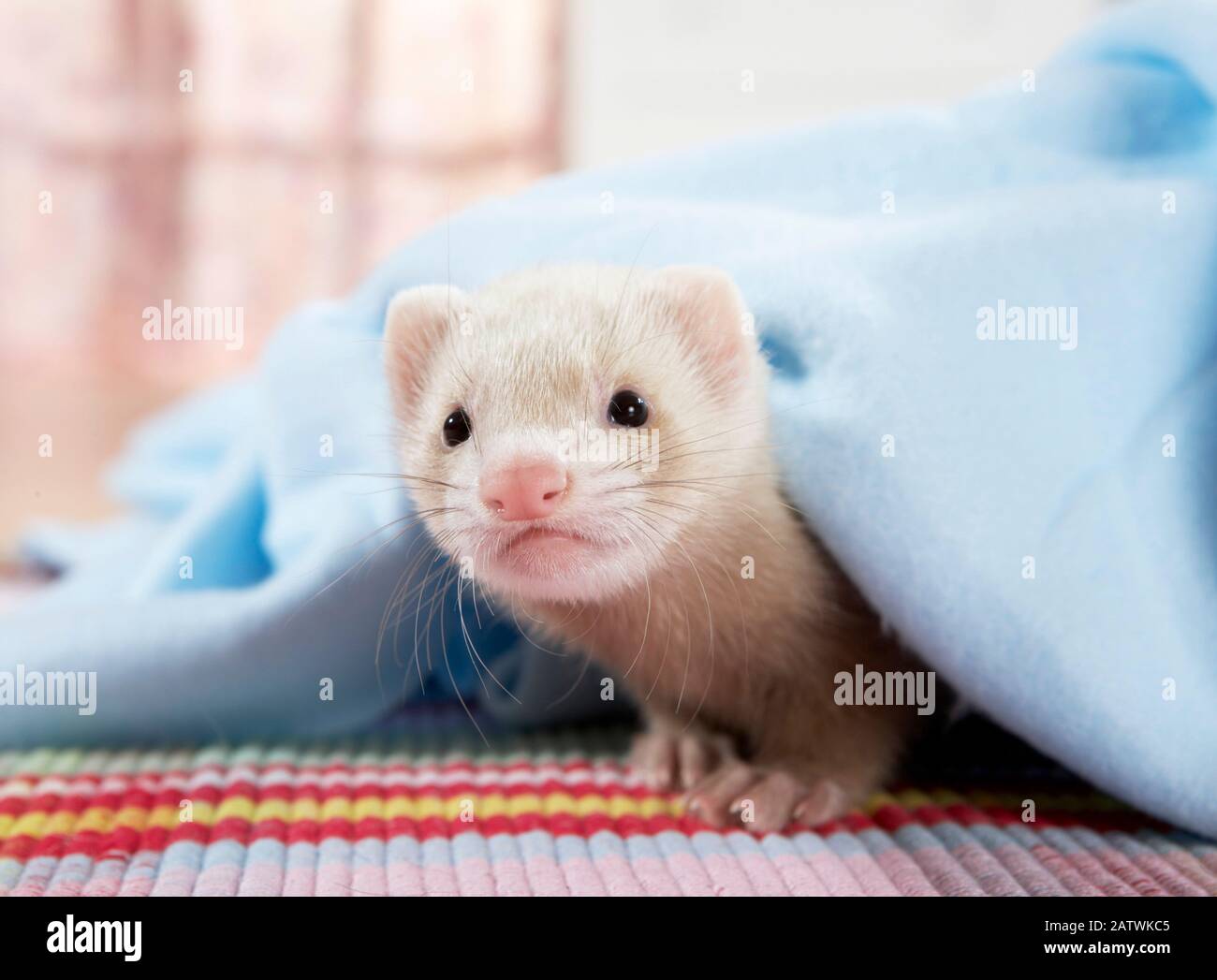 Ferret (Mustela putorius furo). Giovane (8 settimane) sotto una coperta azzurra. Germania Foto Stock