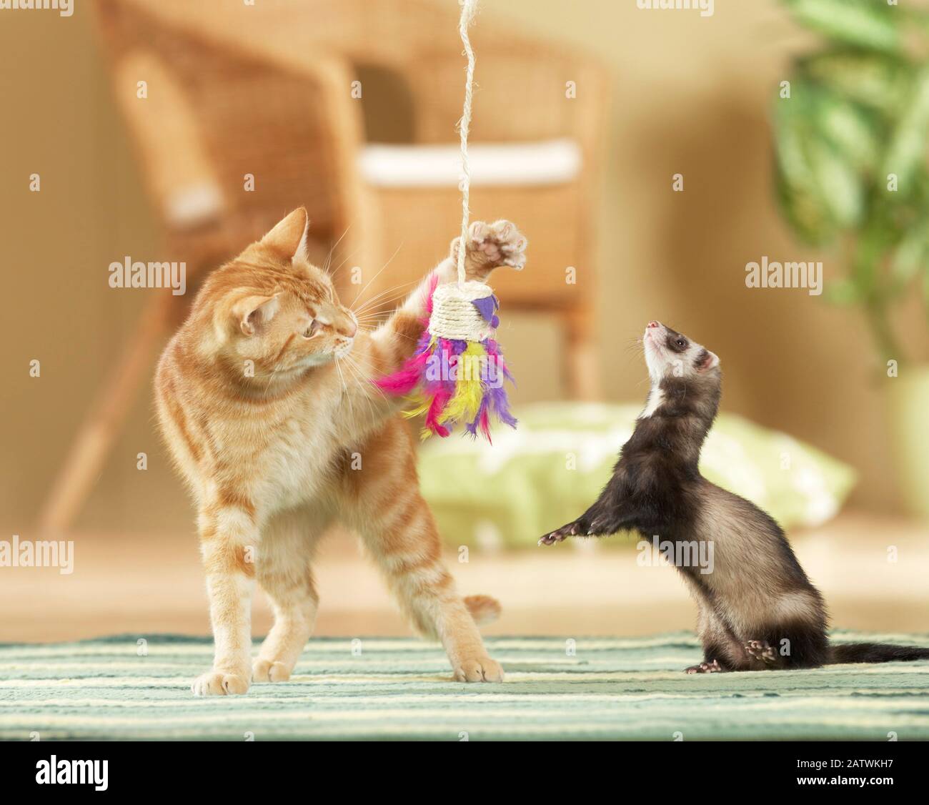 Amicizia con gli animali: Ferret e gatto domestico adulto che palying con un giocattolo della piuma. Germania Foto Stock