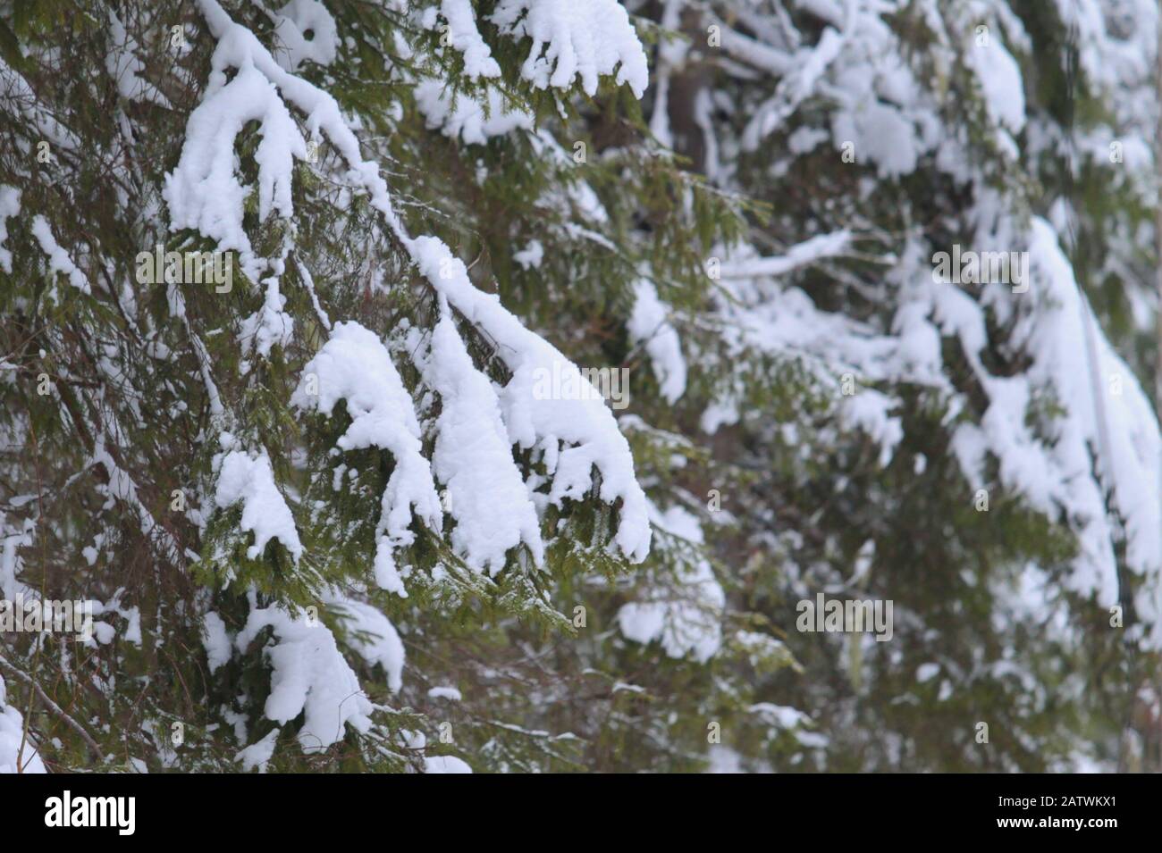 Inverno foresta di neve per la celebrazione di progettazione. Natale nuovo anno. Giorno gelido di Natale. Sfondo natura. Paesaggio inverno. Freddo, neve, neve. Neve fredda. Stagione invernale gelo. Foto Stock