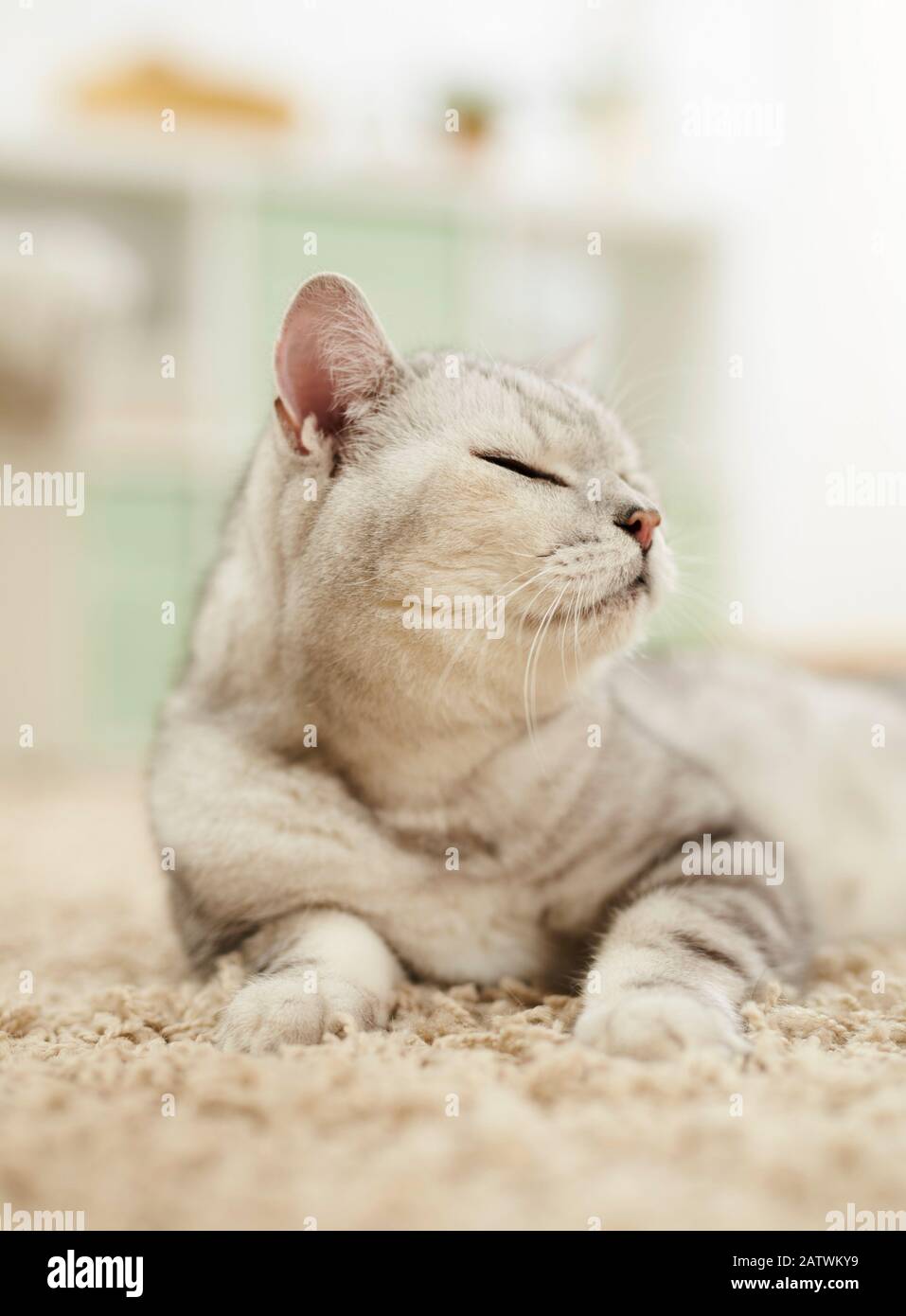 British Shorthair. Gatto adulto che spianatura su un tappeto. Germania Foto Stock