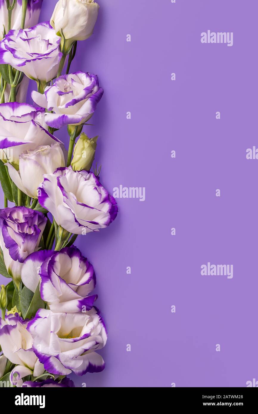 Bellissimi fiori bianchi con bordi viola su sfondo viola, foto verticale con spazio libero copia. Foto Stock