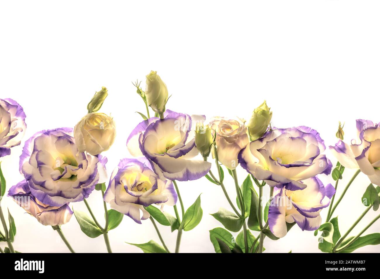 Bellissimi fiori bianchi con bordi viola su sfondo bianco, motivo isolato, spazio libero copia. Foto Stock