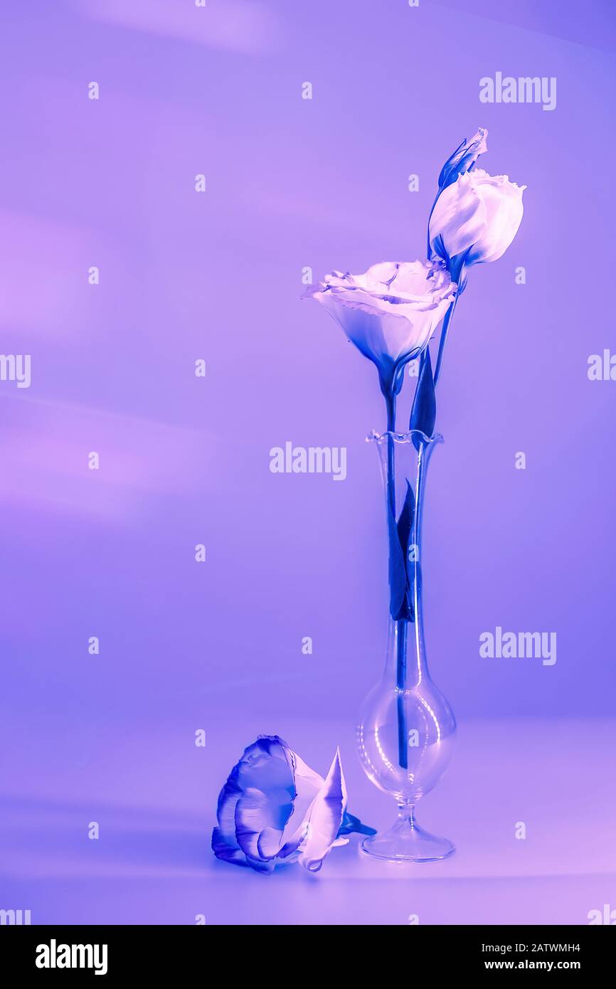 Immagine di fiori di colore viola e rosa in un piccolo vaso di vetro stretto. Scatto verticale con spazio di copia libero. Foto Stock