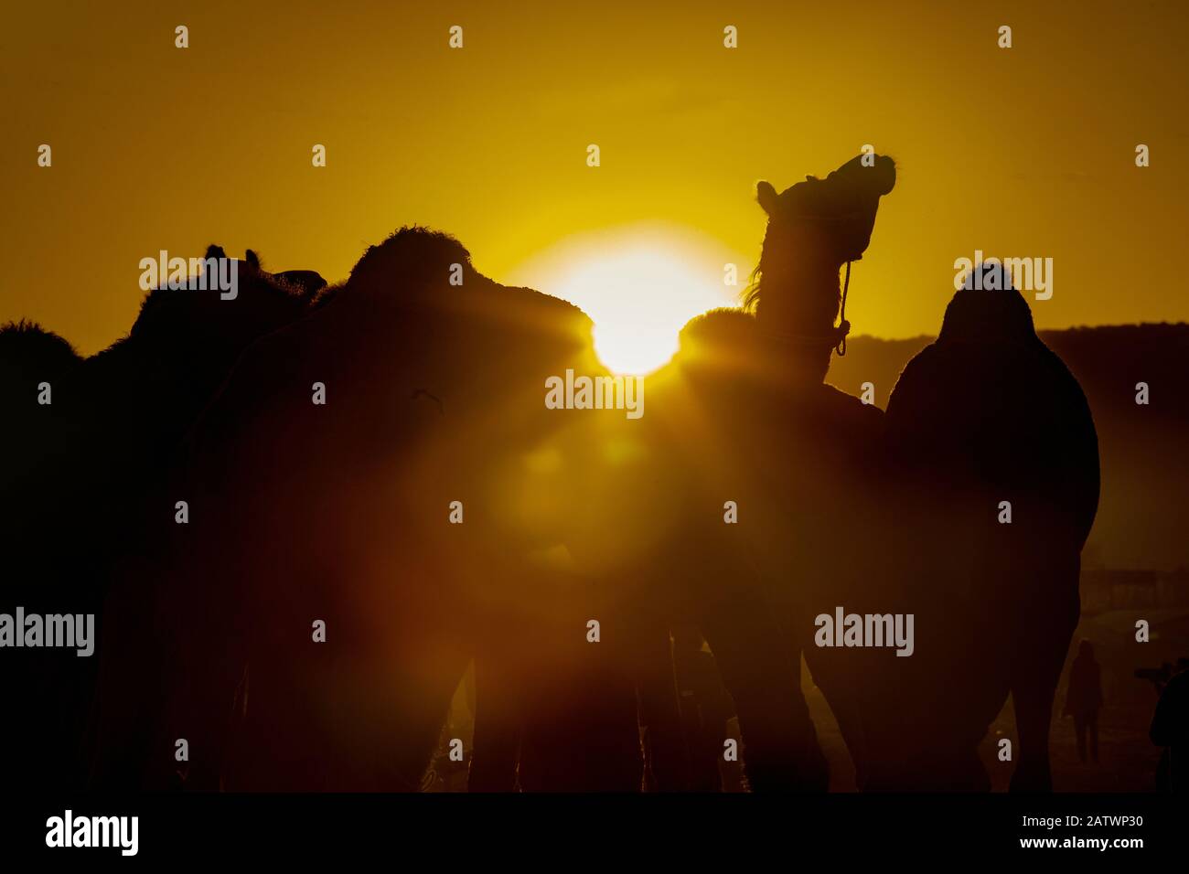 Silhouette di un gruppo di cammelli in Pushkar Fiera India Foto Stock