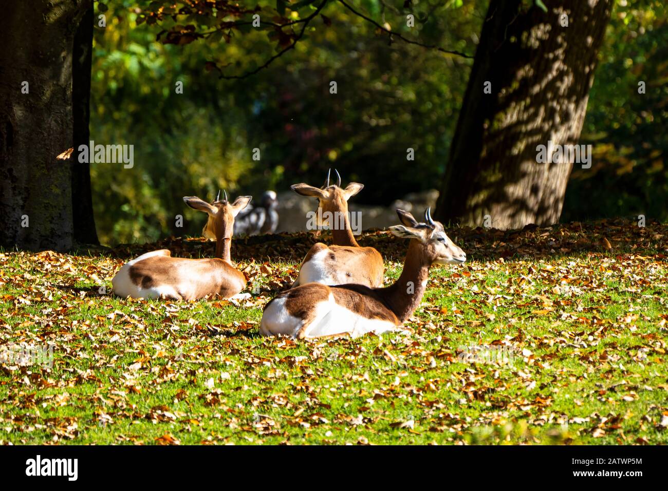 Dama gazzella, Gazella dama mhorr o mhorr gazzella è una specie di gazzella Foto Stock