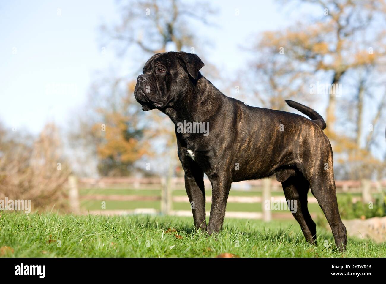 Corso di canna, un cane razza dall'Italia, maschio in piedi su Erba Foto Stock