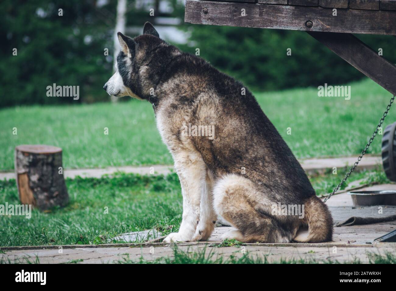 Il cane Husky è in attesa nel cortile Foto Stock