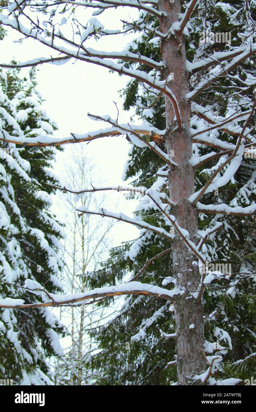 Inverno foresta di neve per la celebrazione di progettazione. Natale nuovo anno. Giorno gelido di Natale. Sfondo natura. Paesaggio inverno. Freddo, neve, neve. Neve fredda. Stagione invernale gelo. Foto Stock