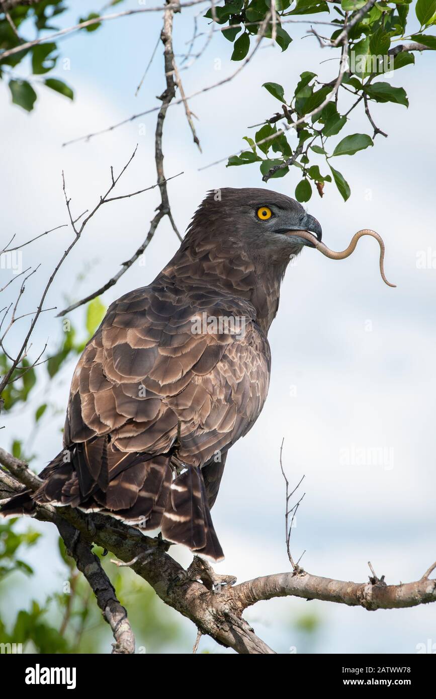 Eagle v snake: Un'aquila di serpente marrone - Circaetus cinereus - cattura e divora un serpente ancora increcose nel Parco Nazionale Kruger, Sud Africa Foto Stock