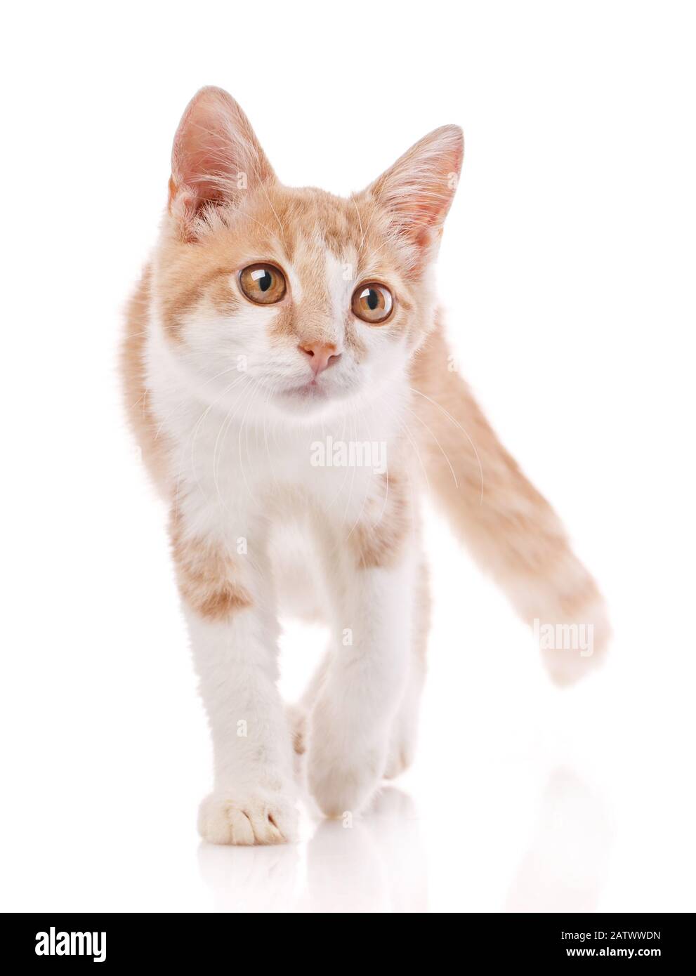 Gatto maschio rosso, a piedi verso la macchina fotografica. Isolato Foto Stock