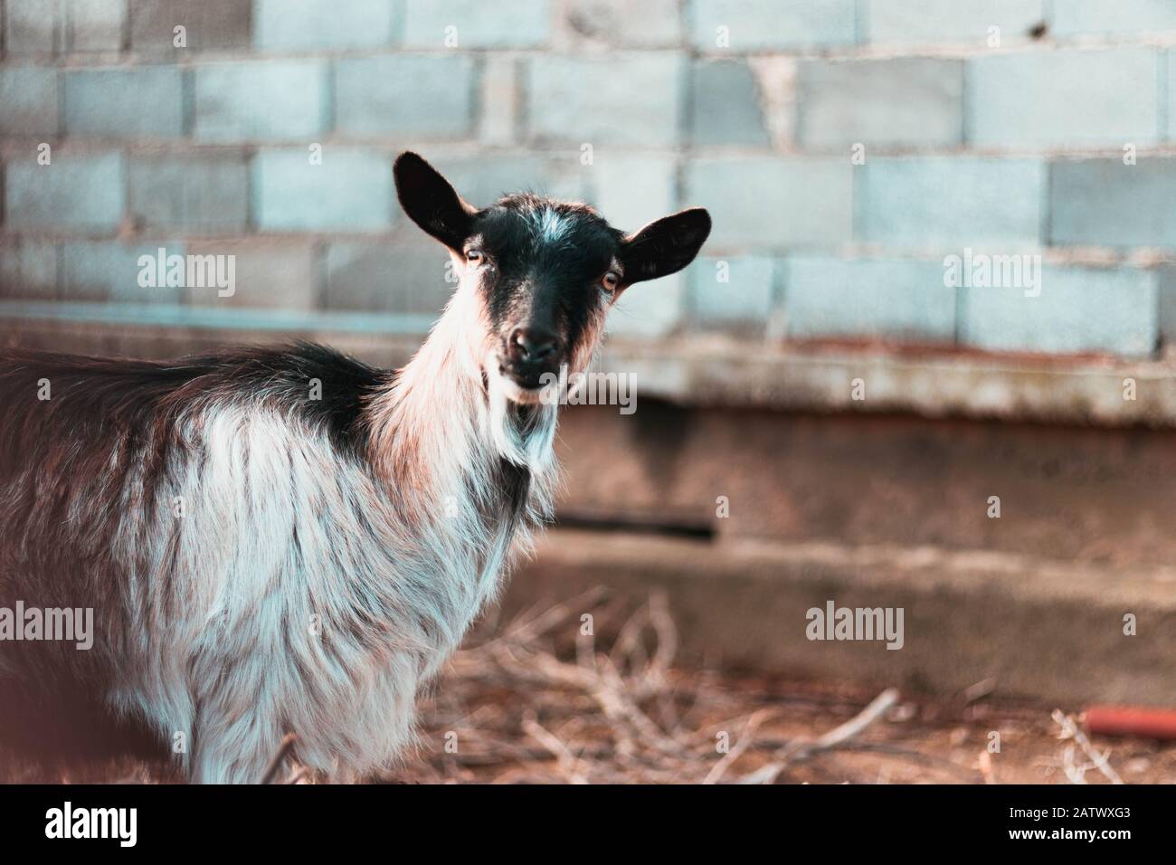 Capra bianco e nero che guarda in lontananza. Foto Stock