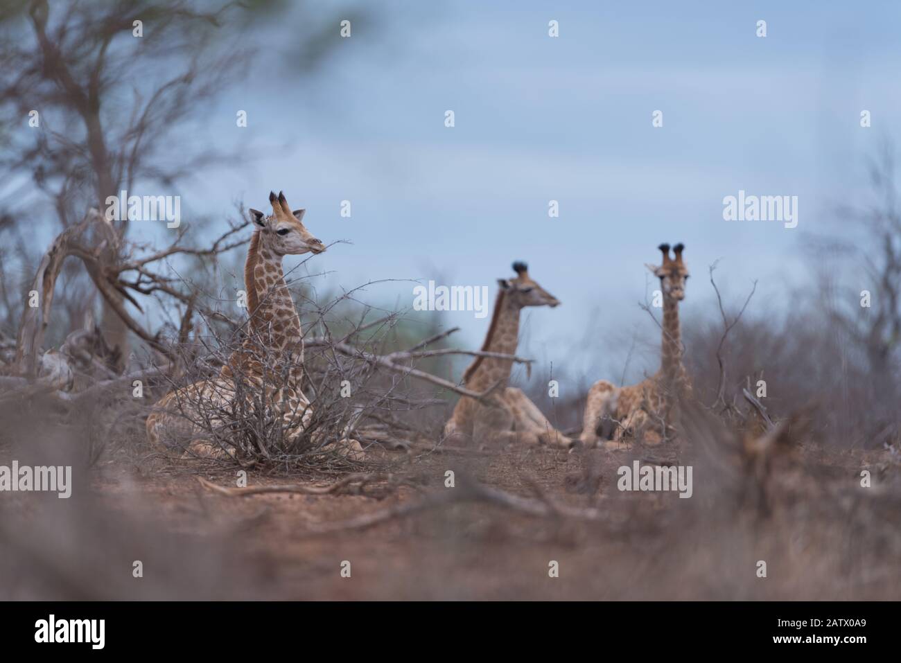 Giraffe nel deserto dell'Africa Foto Stock