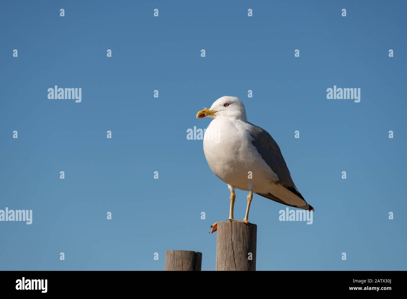 Seagull in una giornata di sole con un cielo blu in primo piano, in Portogallo Foto Stock