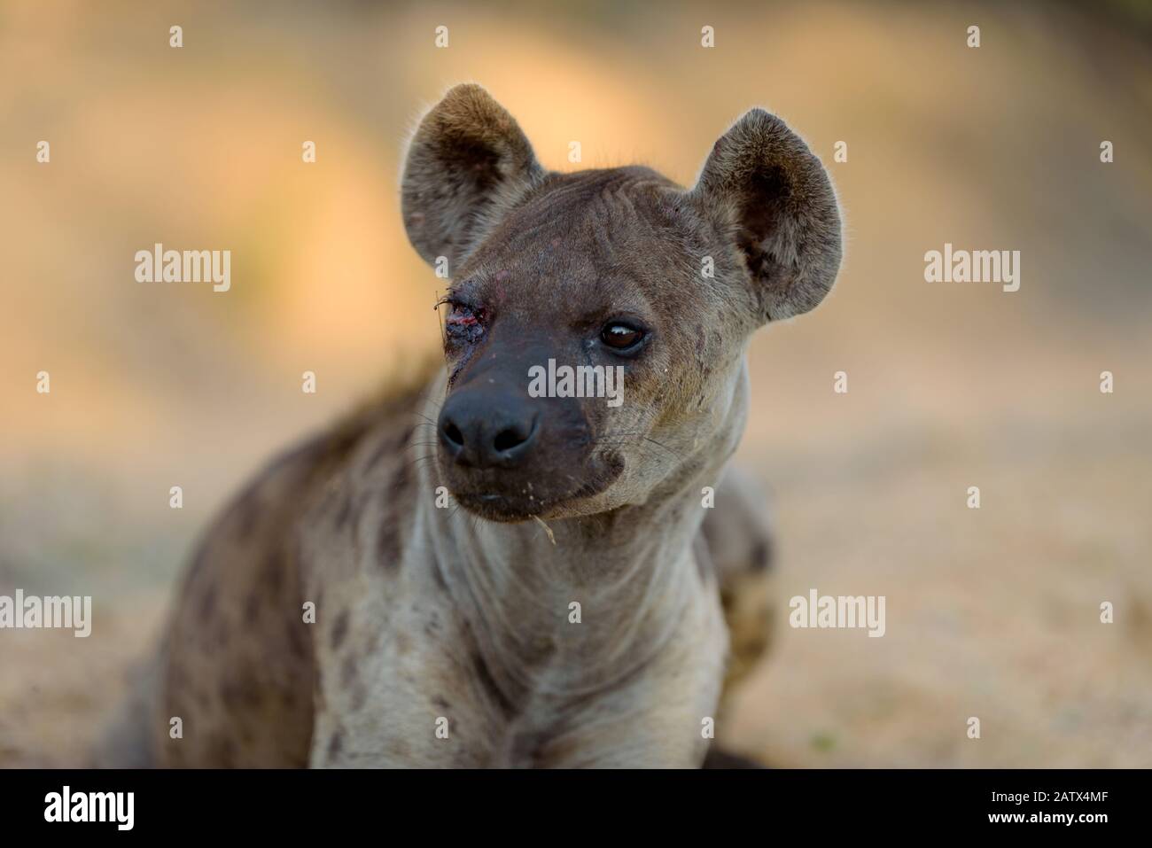 Ritratto di iena nella natura selvaggia africana Foto Stock