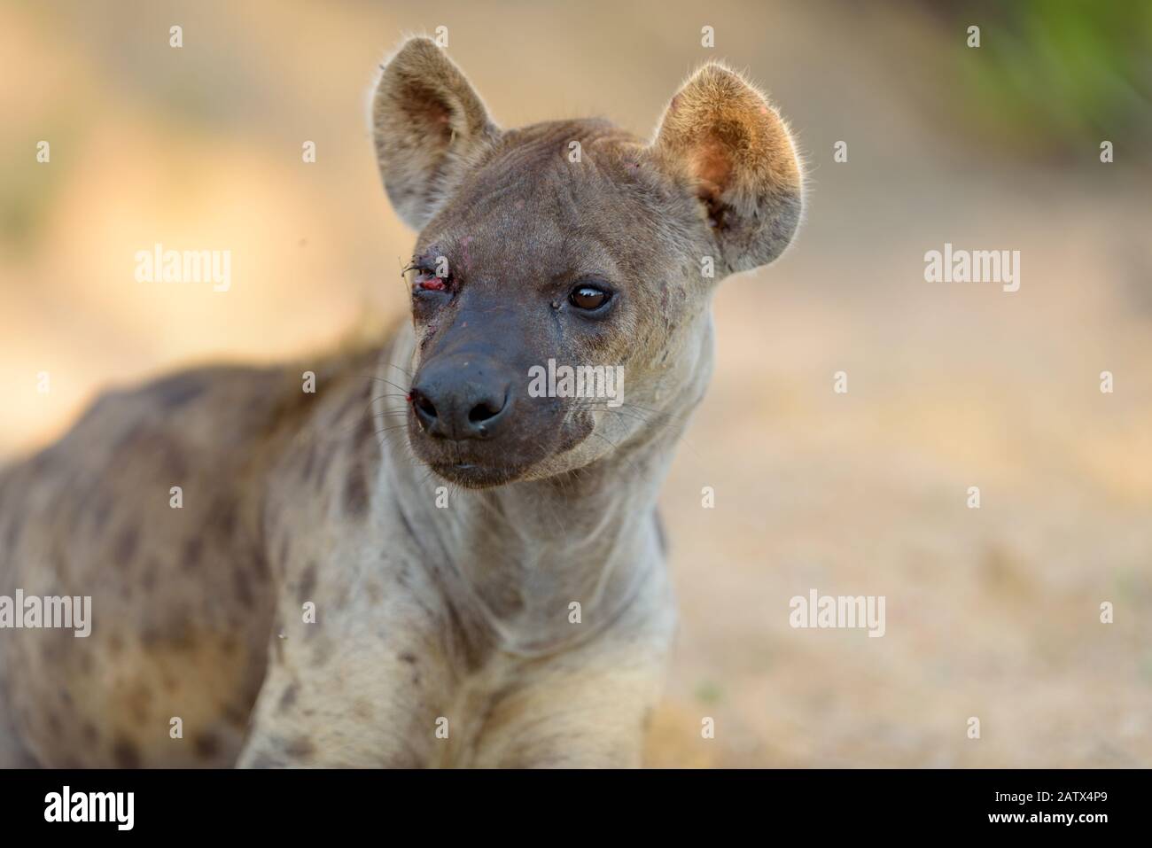 Ritratto di iena nella natura selvaggia africana Foto Stock