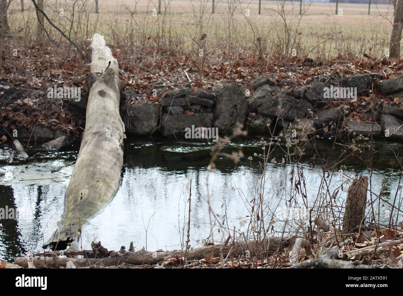 Creek con muschio e rami d'albero abbattuti Foto Stock