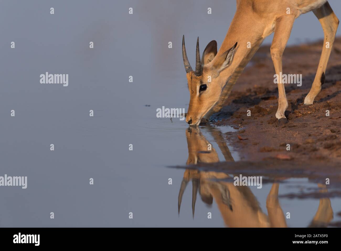 Impala acqua potabile Foto Stock