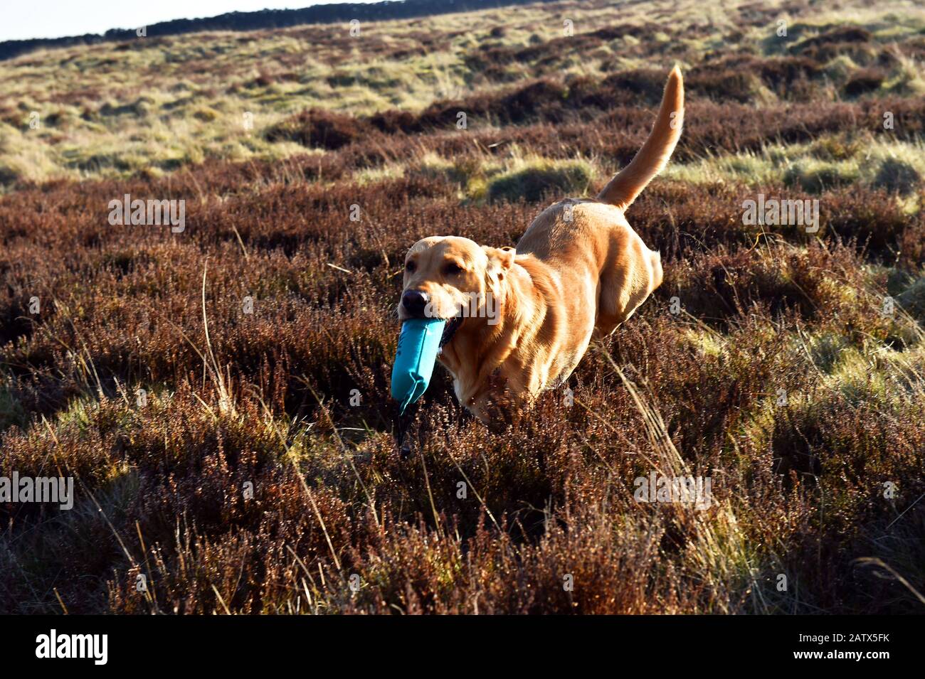 Un cane da pistola corre con il suo uccello fittizio durante una sessione di addestramento dei cani da pistola Barden Moor Yorkshire Dales UK Foto Stock