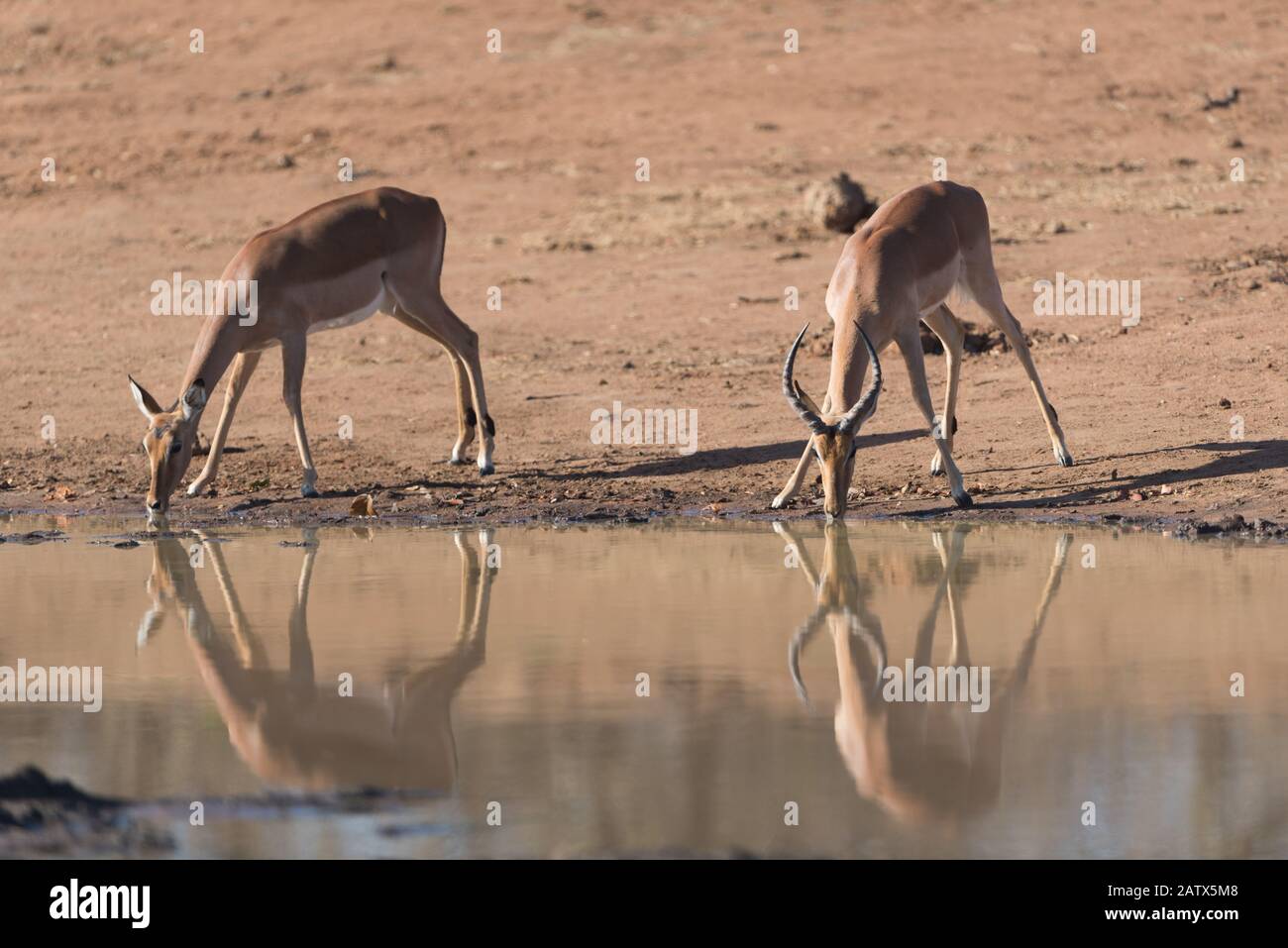 Impala acqua potabile Foto Stock