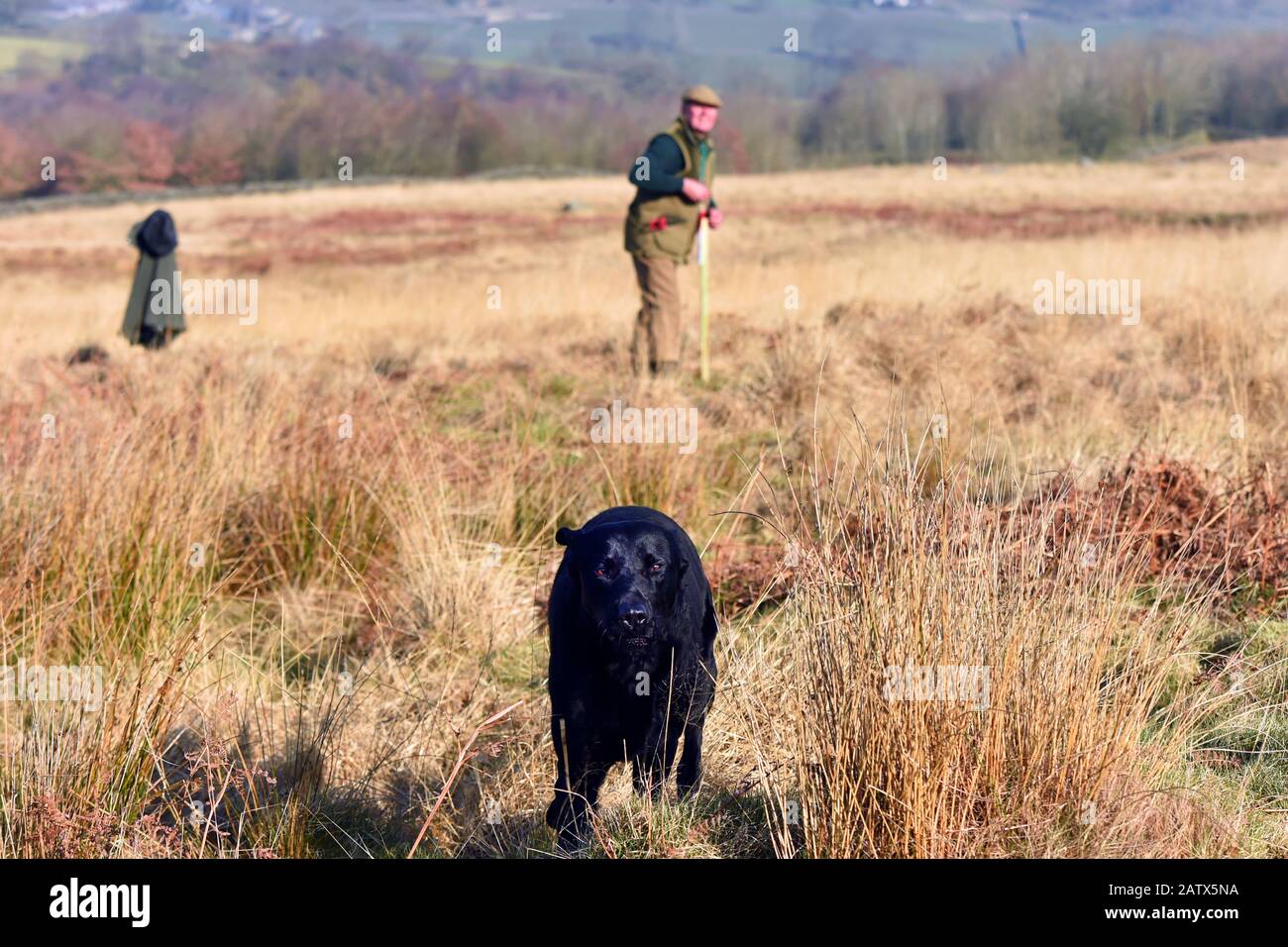 Addestramento dei cani della pistola sessione di addestramento di Barden Moor Yorkshire Dales UK un guardiano addestra il suo cane per prendere un uccello fittizio. Foto Stock