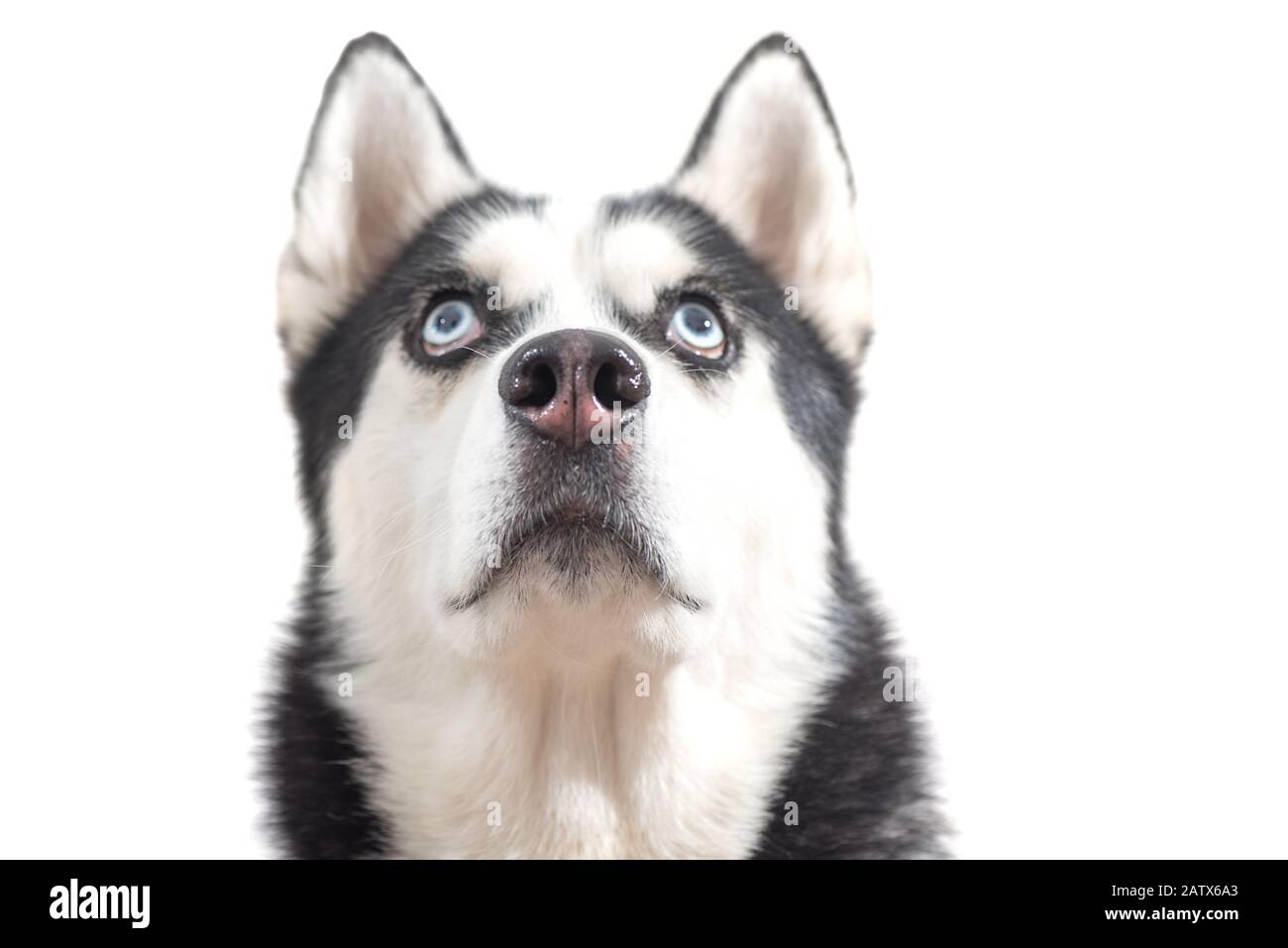 Cute cane Husky aspettare dof cibo su sfondo bianco. Il cane sta aspettando i dolcetti del cane. Foto Stock